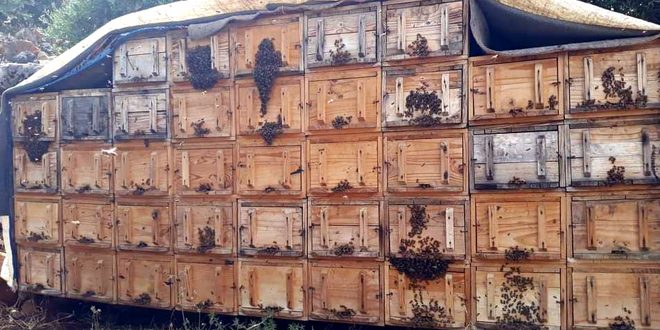 250 طناً إنتاج العسل المقدر فی حماة للموسم الحالی