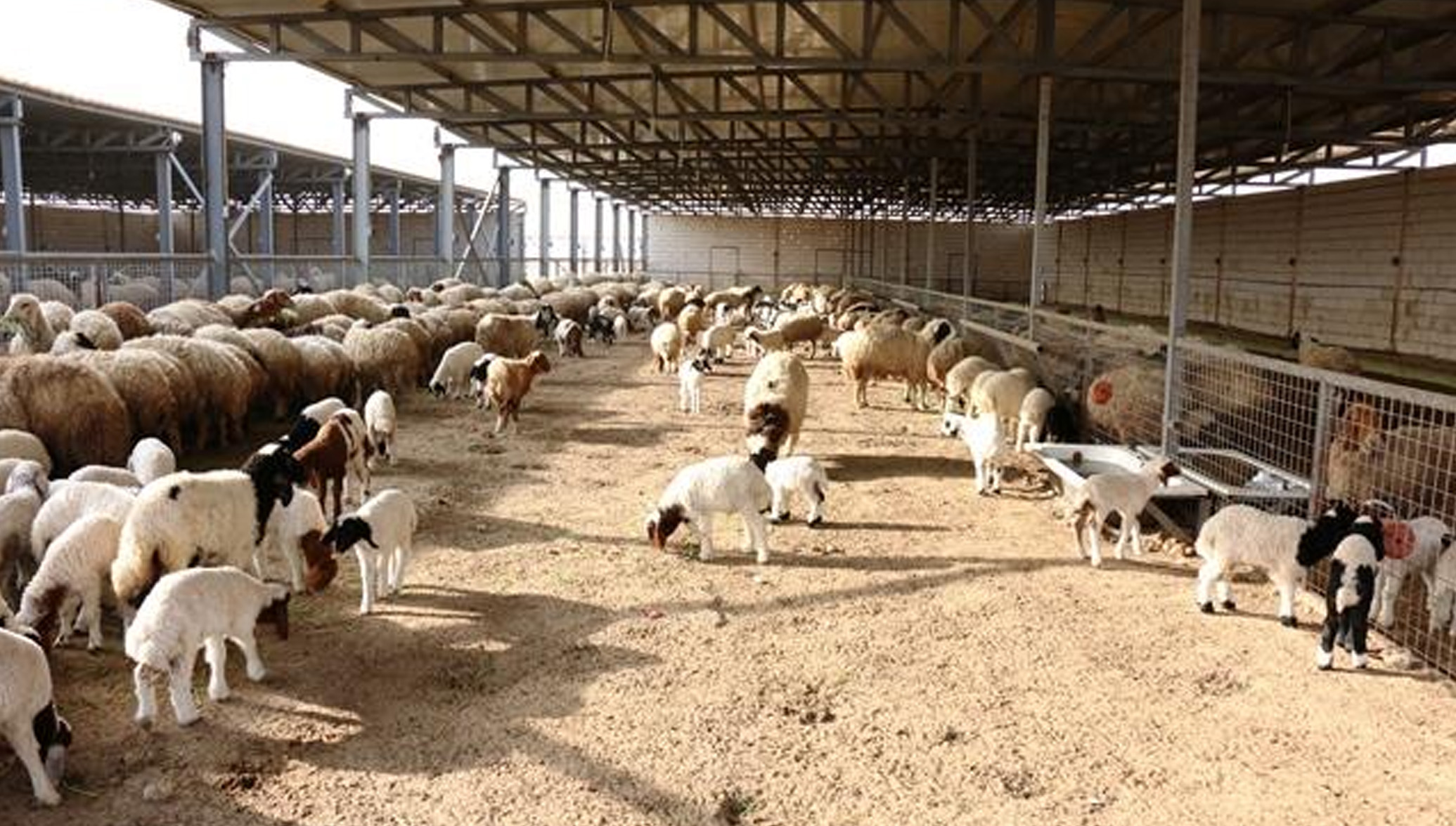پروژه مرکز پرواربندی گوسفند در سلمیه - حماه