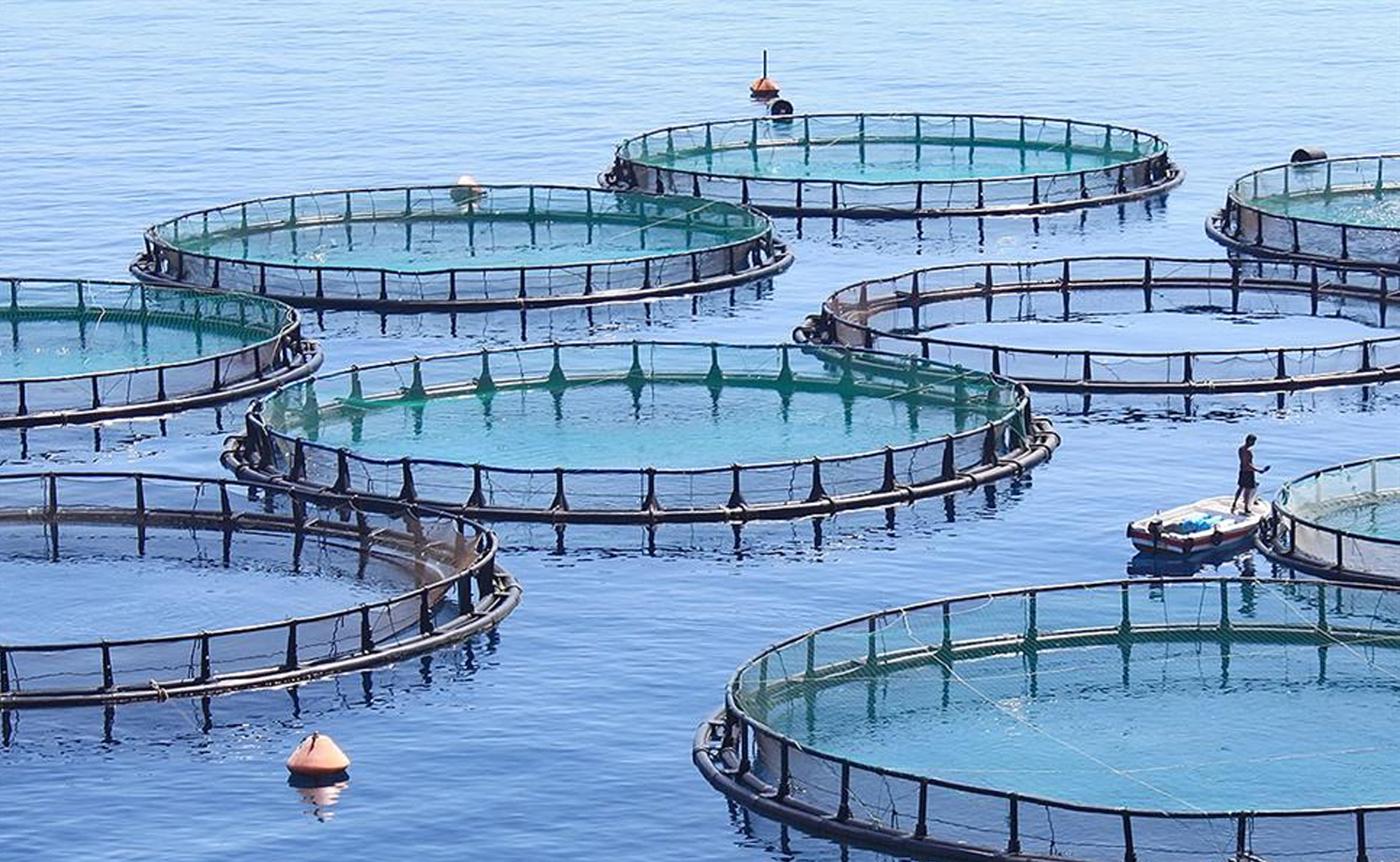واگذاری 6 مجوز تاسیس مزرعه دریایی پرورش ماهی در سواحل سوریه